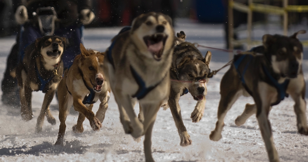 2009-03-14, Competition de traineaux a chiens au Bec-scie (112237).jpg - Au départ